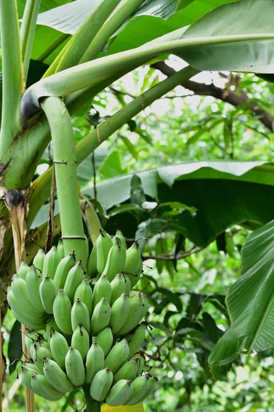 Growth of bananas in the botanical garden.In the botanical garden there are many kinds of genetics. Both edible and inedible. Bananas are also a botanical garden as well. It is a fruit that has many benefits. You can find it in every terrain.