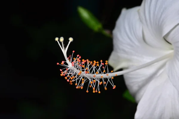 Vit Hibiskus Blommar Botaniska Trädgården Den Har Fina Vita Kronblad — Stockfoto