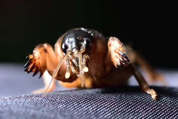 Mole crickets,Flying insects in Thailand. Live in the basement with a large hand to dig up the soil. It is a protein.