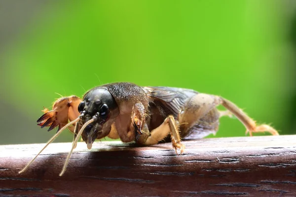 Mole Krekels Vliegende Insecten Thailand Leven Kelder Met Een Grote — Stockfoto