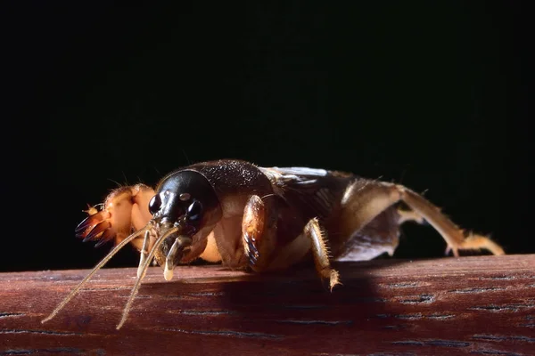 Maulwurfgrillen Fliegende Insekten Thailand Sie Wohnen Mit Einer Großen Hand — Stockfoto