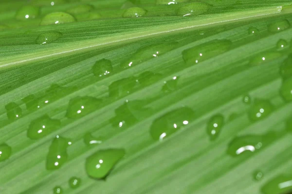Botanical Garden Rain Drop Water Green Leaf Royalty Free Stock Images
