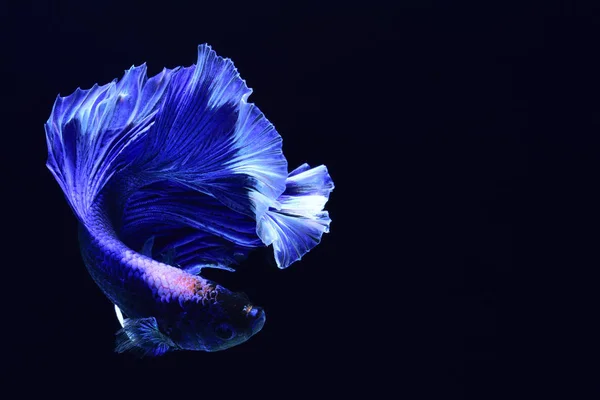 Pesce Combattimento Super Blu Betta Siamese Testa Bianca Inserita Rosso — Foto Stock