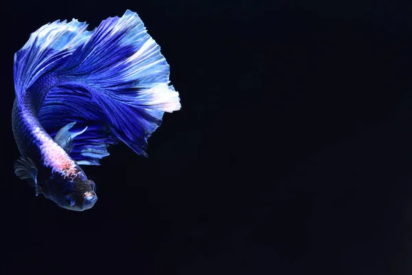 Super Blauwe Betta Siamese Vechten Vis Kop Wit Ingevoegd Het — Stockfoto