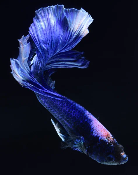 Super Blauwe Betta Siamese Vechten Vis Kop Wit Ingevoegd Het — Stockfoto