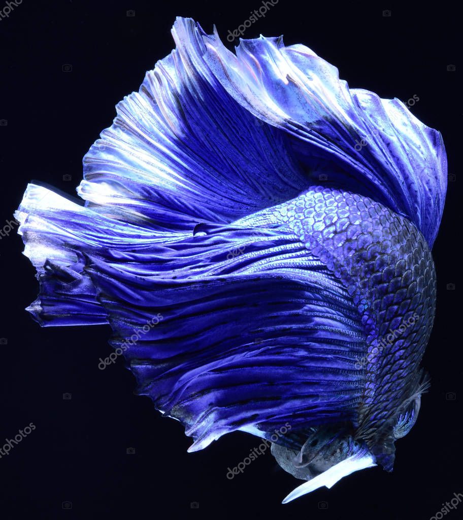 Super azul Betta Siamese lucha contra