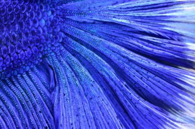 Süper Betta balık mücadele Siyam mavi. Beyaz ve kırmızı eklenen başıdır. Yüzgeçleri ve kuyruk gibi uzun etekler, yarım ay kuyruk, mükemmel balık zerafet. Rekabet Thailand.Fight için yerel balık.