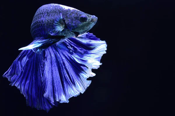 Pesce Combattimento Super Blu Betta Siamese Testa Bianca Inserita Rosso — Foto Stock