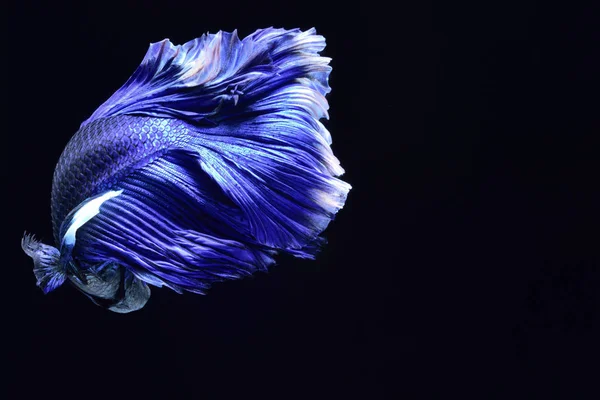 Super Blauwe Betta Siamese Vechten Vis Kop Wit Ingevoegd Het — Stockfoto