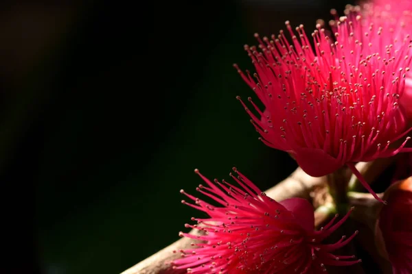 Flores Con Pétalos Puntiagudos Hermosos Pétalos Rosados Flores Cónicas Juntas —  Fotos de Stock