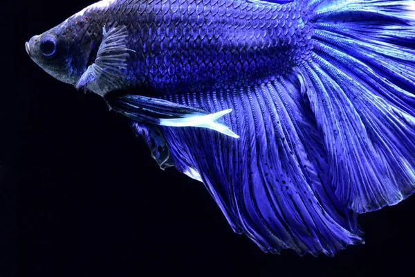超级蓝 Betta 暹罗格斗鱼 头部为白色 插入红色 鳍和尾巴像长裙 半月尾 完美的鱼的优雅 原产于泰国的鱼 争取竞争 — 图库照片