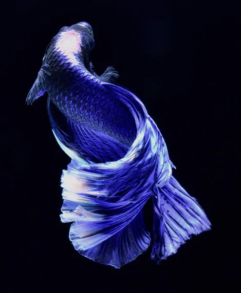 Super Blauwe Betta Siamese Vechten Vis Kop Wit Ingevoegd Het — Stockfoto