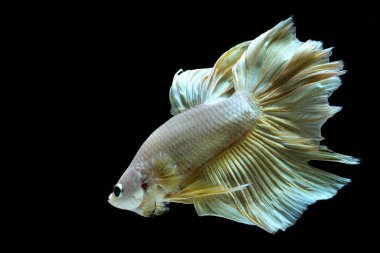 Altın daha iyi Siyam mücadele balık. Yüzgeçleri ve kuyruk gibi uzun etekler, yarım ay kuyruk, mükemmel balık zerafet. Bu şanslı inanılan ve sahibine iyi şans getirdiğine altın rengi ile balık. Rekabet Thailand.Fight için yerel balık.