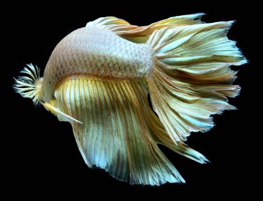 Altın daha iyi Siyam mücadele balık. Yüzgeçleri ve kuyruk gibi uzun etekler, yarım ay kuyruk, mükemmel balık zerafet. Bu şanslı inanılan ve sahibine iyi şans getirdiğine altın rengi ile balık. Rekabet Thailand.Fight için yerel balık.