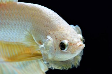 Altın daha iyi Siyam mücadele balık. Yüzgeçleri ve kuyruk gibi uzun etekler, yarım ay kuyruk, mükemmel balık zerafet. Bu şanslı inanılan ve sahibine iyi şans getirdiğine altın rengi ile balık. Rekabet Thailand.Fight için yerel balık.