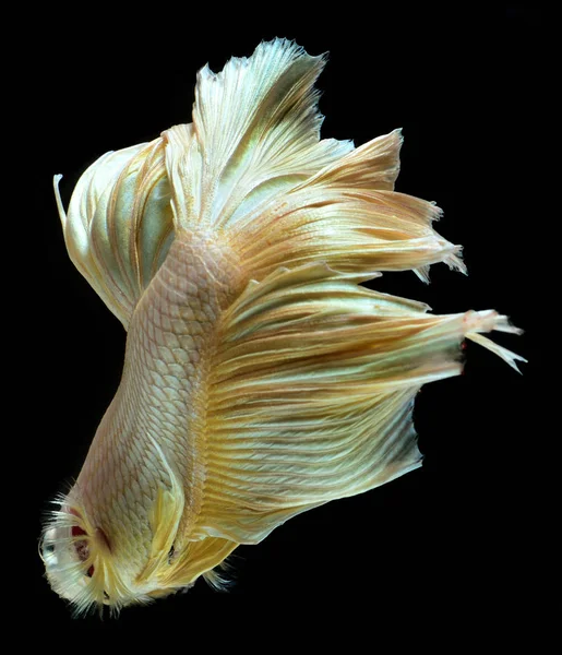 Altın Daha Iyi Siyam Mücadele Balık Yüzgeçleri Kuyruk Gibi Uzun — Stok fotoğraf