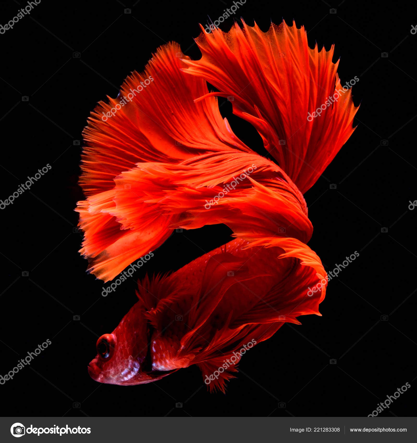 赤いベタ シャムの戦いの魚 フィンとテールのような完璧な魚エレガンス ハーフムーン テール ロング スカート それは考えられているとラッキーと所有者に幸運をもたらす色の赤魚します 競争する Thailand ストック写真 C Noiphoto Hotmail Com 赤いベタ シャムの戦いの魚 フィンとテールのような完璧な魚エレガンス ハーフムーン テール ロング スカート それは考えられているとラッキーと所有者に幸運をもたらす色の赤魚します 競争する Thailand ストック写真 C Noiphoto Hotmail Com