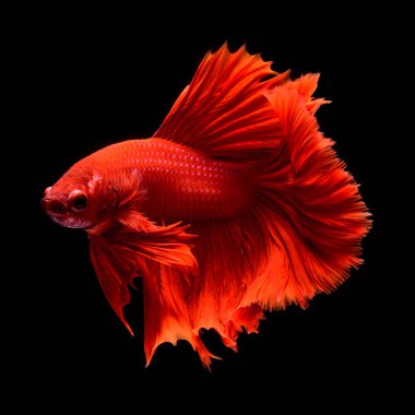 Kırmızı daha iyi Siyam mücadele balık. Yüzgeçleri ve kuyruk gibi uzun etekler, yarım ay kuyruk, mükemmel balık zerafet. Bu şanslı inanılan ve sahibine iyi şans getirdiğine kırmızı renk ile balık. Rekabet Thailand.Fight için yerel balık.