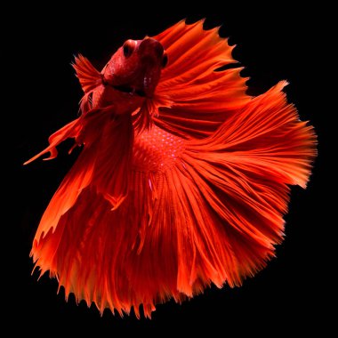 Red Betta Siamese fighting fish.Fins and tail like long skirts, half moon tail, perfect fish elegance.Fish with red color It is believed that lucky and bring good luck to the owner.Fish that are native to Thailand.Fight to compete. clipart