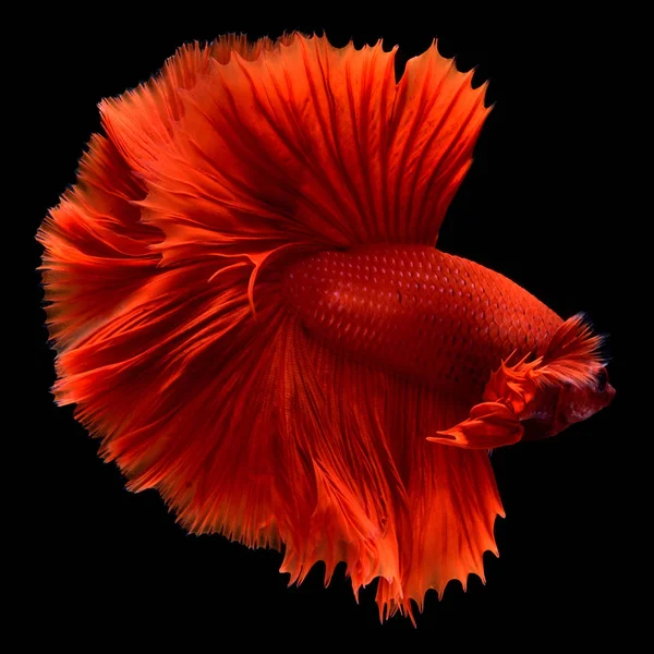 Red Betta Siamese fighting fish.Fins and tail like long skirts, half moon tail, perfect fish elegance.Fish with red color It is believed that lucky and bring good luck to the owner.Fish that are native to Thailand.Fight to compete.