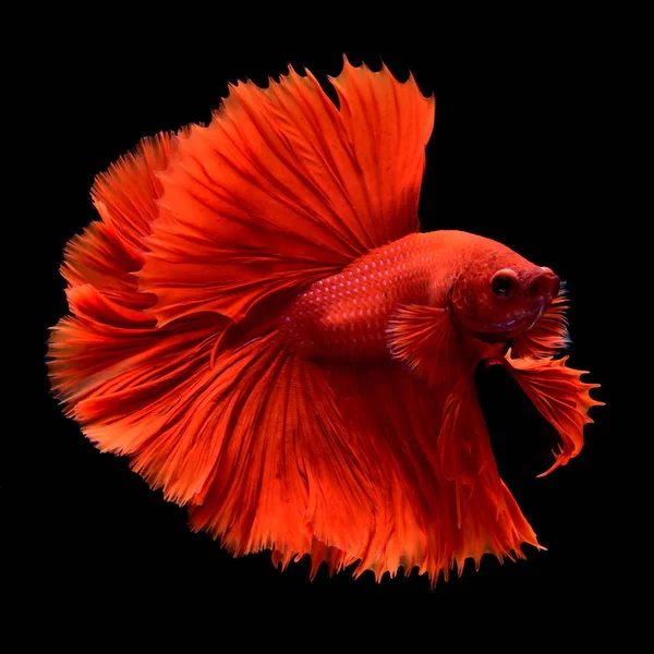 Red Betta Siamese fighting fish.Fins and tail like long skirts, half moon tail, perfect fish elegance.Fish with red color It is believed that lucky and bring good luck to the owner.Fish that are native to Thailand.Fight to compete.