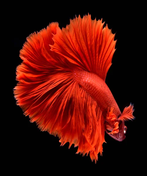 Red Betta Siamese fighting fish.Fins and tail like long skirts, half moon tail, perfect fish elegance.Fish with red color It is believed that lucky and bring good luck to the owner.Fish that are native to Thailand.Fight to compete.