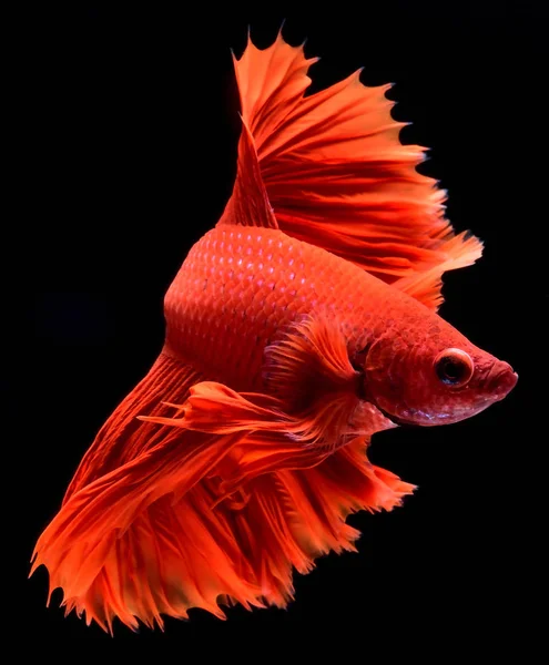 Червоний Бетта Сіамські Файтинг Риби Плавники Хвіст Довгі Спідниці Half — стокове фото