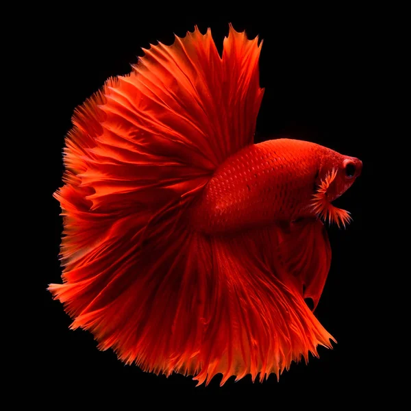 Rot Betta Siamese Fighting Fish Flossen Und Schwanz Wie Lange — Stockfoto