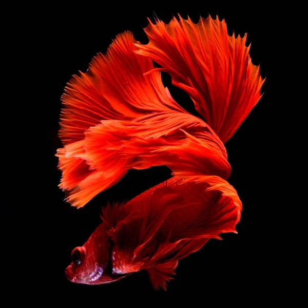 赤いベタ シャムの戦いの魚 フィンとテールのような完璧な魚エレガンス ハーフムーン テール ロング スカート それは考えられているとラッキーと所有者に幸運をもたらす色の赤魚します 競争する Thailand — ストック写真