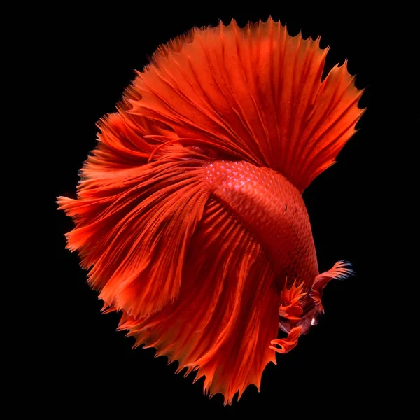 Rosso Betta Siamese Pesce Combattimento Pinne Coda Come Gonne Lunghe Foto Stock Royalty Free