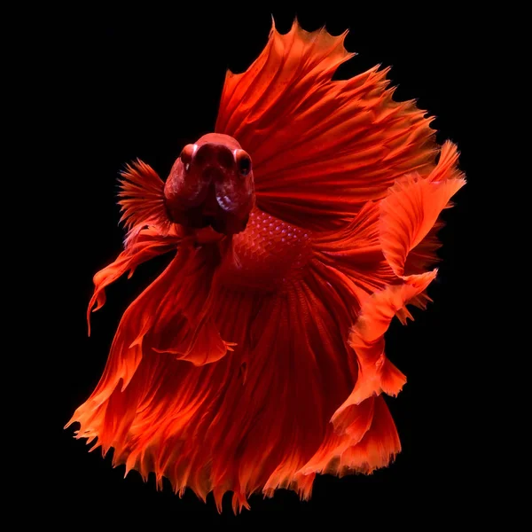 Rosso Betta Siamese Pesce Combattimento Pinne Coda Come Gonne Lunghe Immagini Stock Royalty Free