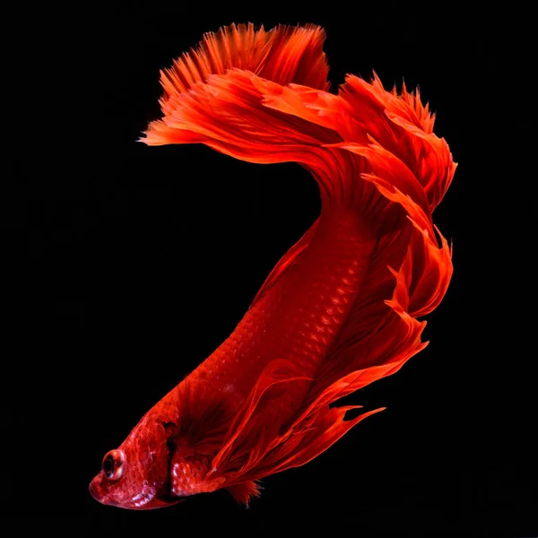 Rosso Betta Siamese Pesce Combattimento Pinne Coda Come Gonne Lunghe Immagini Stock Royalty Free