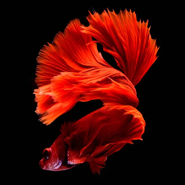 Rosso Betta Siamese Pesce Combattimento Pinne Coda Come Gonne Lunghe Fotografia Stock