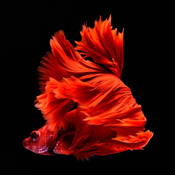Rosso Betta Siamese Pesce Combattimento Pinne Coda Come Gonne Lunghe Fotografia Stock