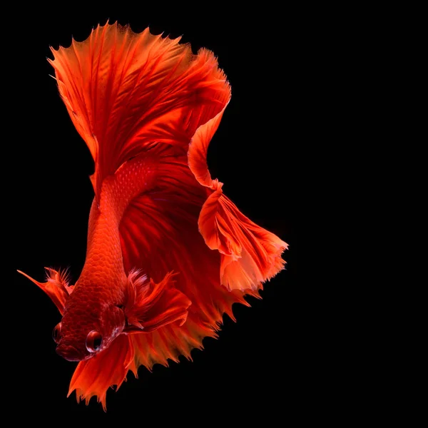 Rosso Betta Siamese Pesce Combattimento Pinne Coda Come Gonne Lunghe — Foto Stock