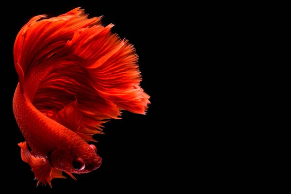 Red Betta Siamese Lucha Contra Los Peces Aletas Cola Como — Foto de Stock