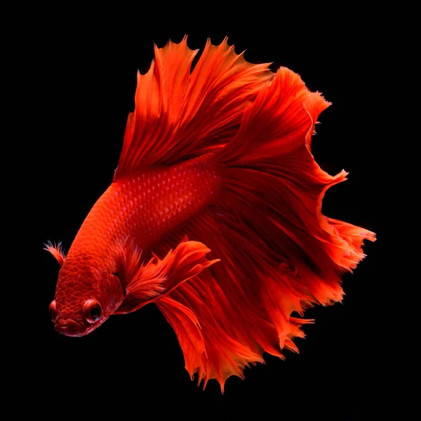 Rot Betta Siamese Fighting Fish Flossen Und Schwanz Wie Lange — Stockfoto