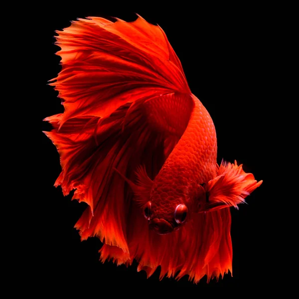 Rot Betta Siamese Fighting Fish Flossen Und Schwanz Wie Lange — Stockfoto