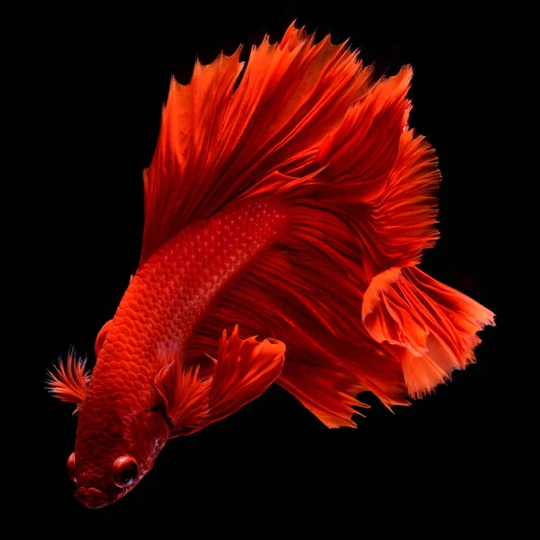 Red Betta Siamese fighting fish.Fins and tail like long skirts, half moon tail, perfect fish elegance.Fish with red color It is believed that lucky and bring good luck to the owner.Fish that are native to Thailand.Fight to compete.