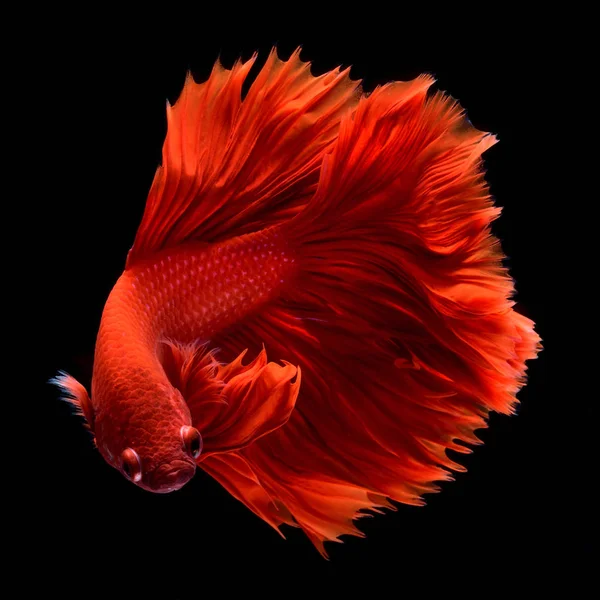 Rosso Betta Siamese Pesce Combattimento Pinne Coda Come Gonne Lunghe Foto Stock