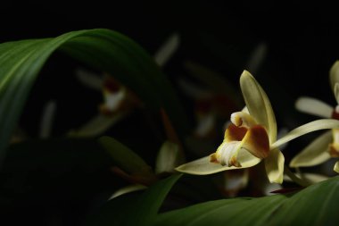 Sarı vahşi orkide, koyu arka plan. Beş yaprakları sarı yaprakları. Pistils beyaz ve maroon ve sarı. Sarı stamens üstte. Böyle bir demet gül çiçektir. Tayland'da bulunan.