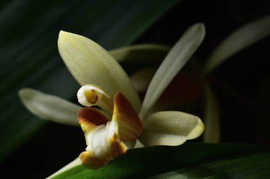 Sarı vahşi orkide, koyu arka plan. Beş yaprakları sarı yaprakları. Pistils beyaz ve maroon ve sarı. Sarı stamens üstte. Böyle bir demet gül çiçektir. Tayland'da bulunan.