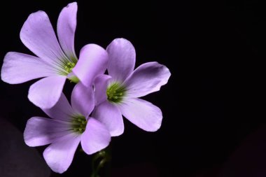 Mor çiçekler, koyu arka plan. Beş yaprakları mor yaprakları. Yeşil ve sarı polen. Eastland alışveriş merkezi içinde Tayland bulundu.