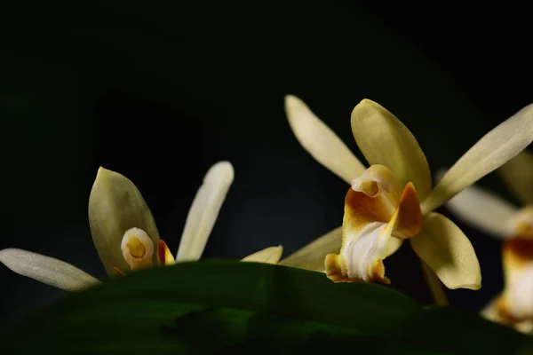 Yellow wild orchid,dark background.Five petals of yellow petals.The pistils are white and maroon and yellow.Yellow stamens on top.The flower is a bouquet.Found in the wild in Thailand.