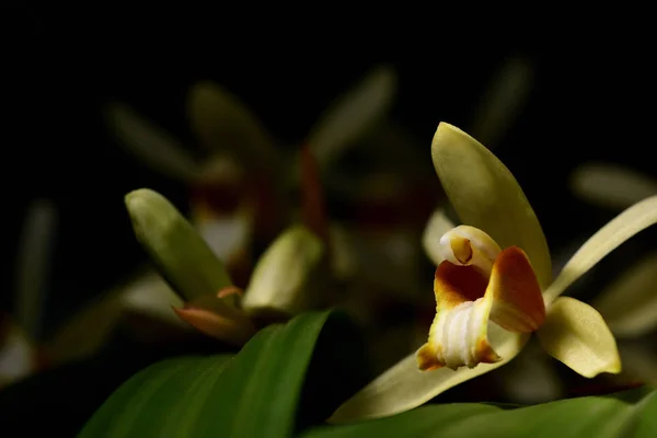 Yellow wild orchid,dark background.Five petals of yellow petals.The pistils are white and maroon and yellow.Yellow stamens on top.The flower is a bouquet.Found in the wild in Thailand.