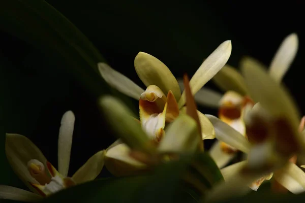 Yellow wild orchid,dark background.Five petals of yellow petals.The pistils are white and maroon and yellow.Yellow stamens on top.The flower is a bouquet.Found in the wild in Thailand.