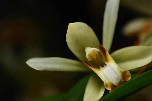 Yellow wild orchid,dark background.Five petals of yellow petals.The pistils are white and maroon and yellow.Yellow stamens on top.The flower is a bouquet.Found in the wild in Thailand.