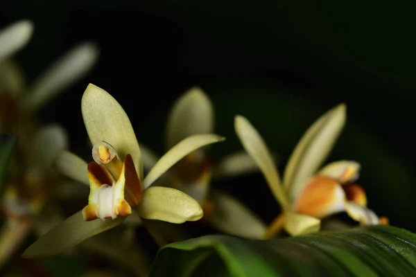 Sárga Wild Orchid Sötét Háttér Előtt Szirmok Sárga Szirmok Termő — Stock Fotó