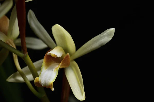 Yellow wild orchid,dark background.Five petals of yellow petals.The pistils are white and maroon and yellow.Yellow stamens on top.The flower is a bouquet.Found in the wild in Thailand.