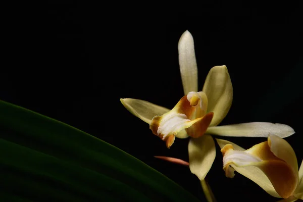 Yellow wild orchid,dark background.Five petals of yellow petals.The pistils are white and maroon and yellow.Yellow stamens on top.The flower is a bouquet.Found in the wild in Thailand.